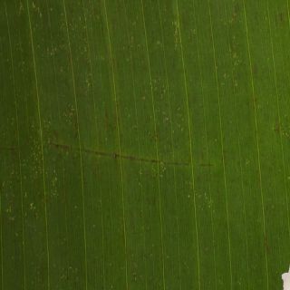 Extract uscat din frunze de Banaba